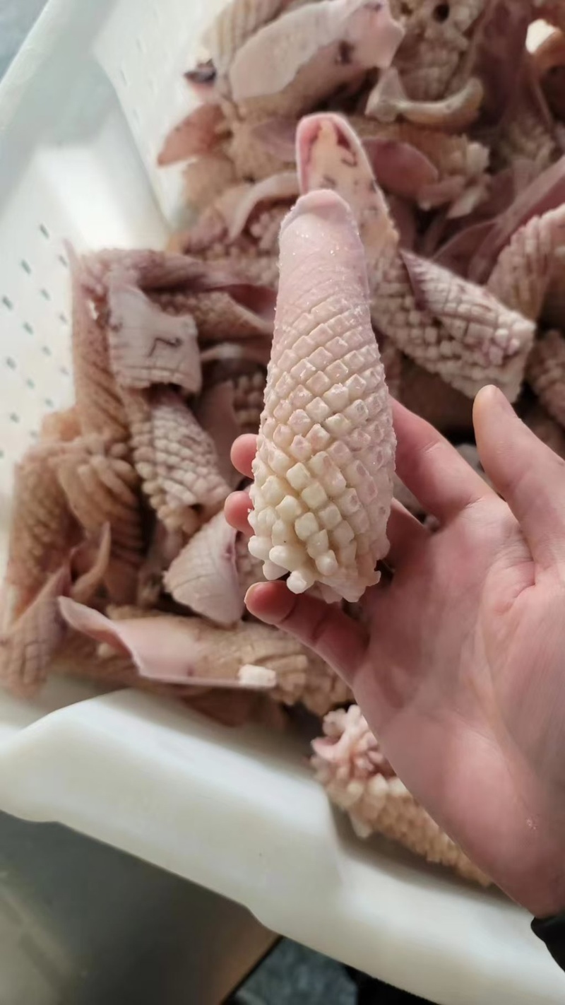 鱿鱼尾花