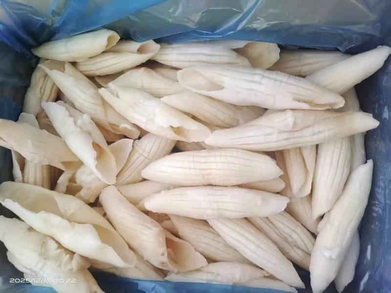 火箭鱿鱼