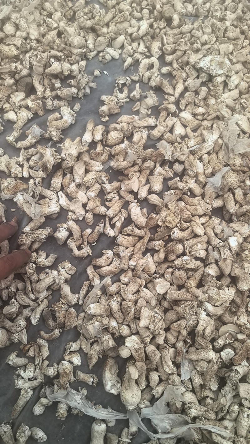 香菇脚个大根厚自然晾晒