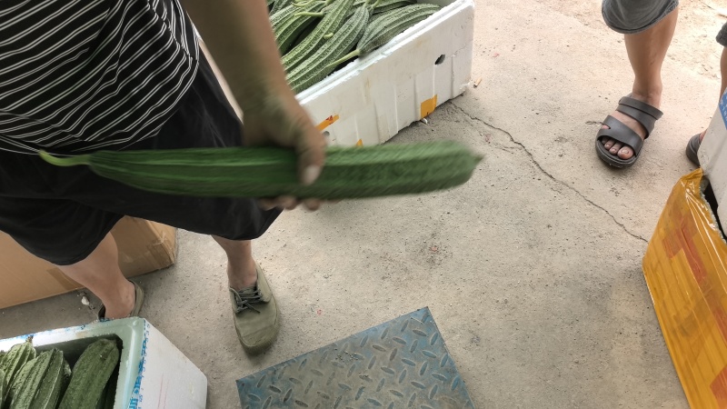 八凌丝瓜，八角瓜，广西丝瓜