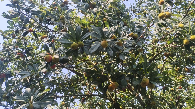 仙居东魁杨梅倒计时