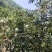仙居东魁杨梅倒计时