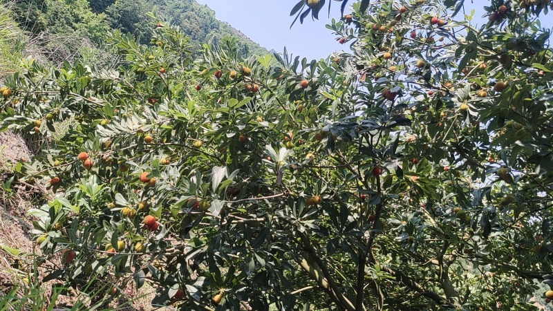 仙居东魁杨梅倒计时