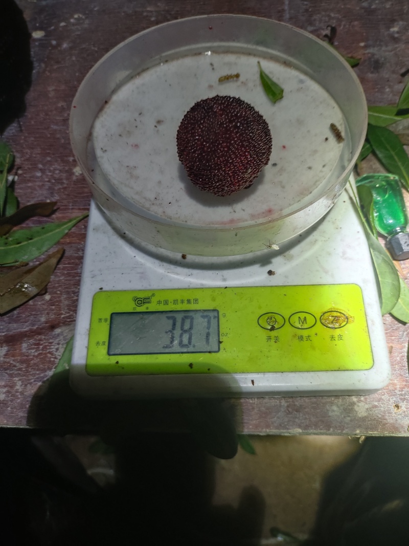 仙居东魁杨梅倒计时