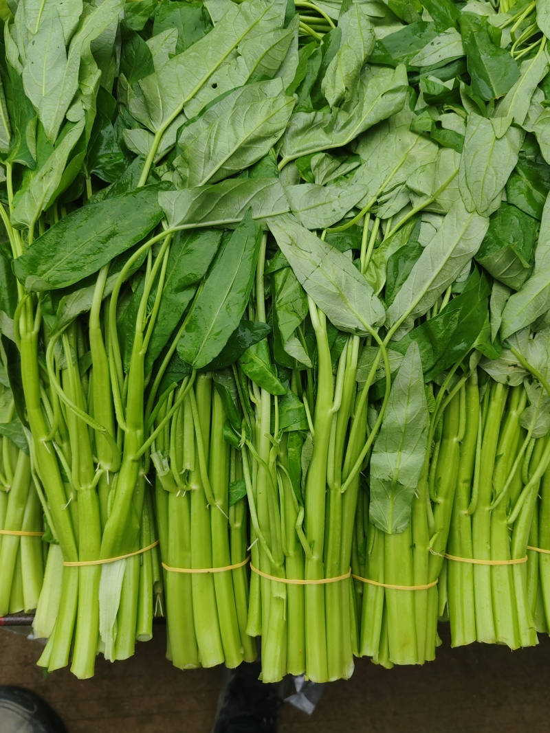 大叶小叶空心菜