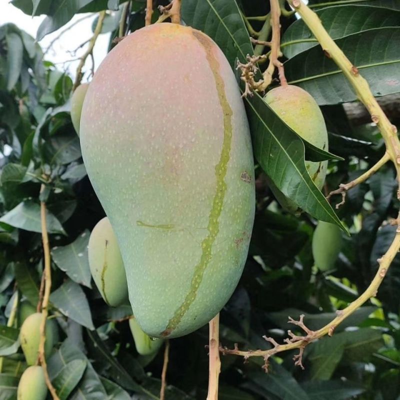 大青芒工厂果电商果次果花果果干芒果