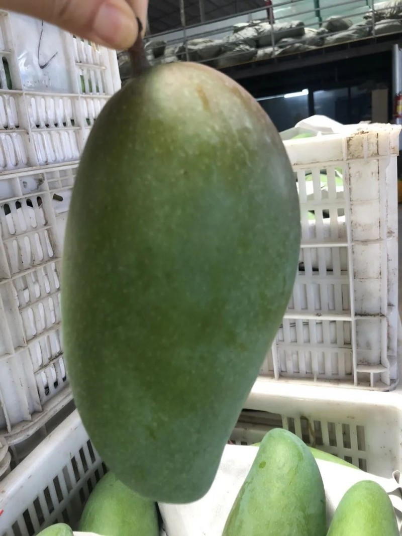 大青芒工厂果电商果次果花果果干芒果
