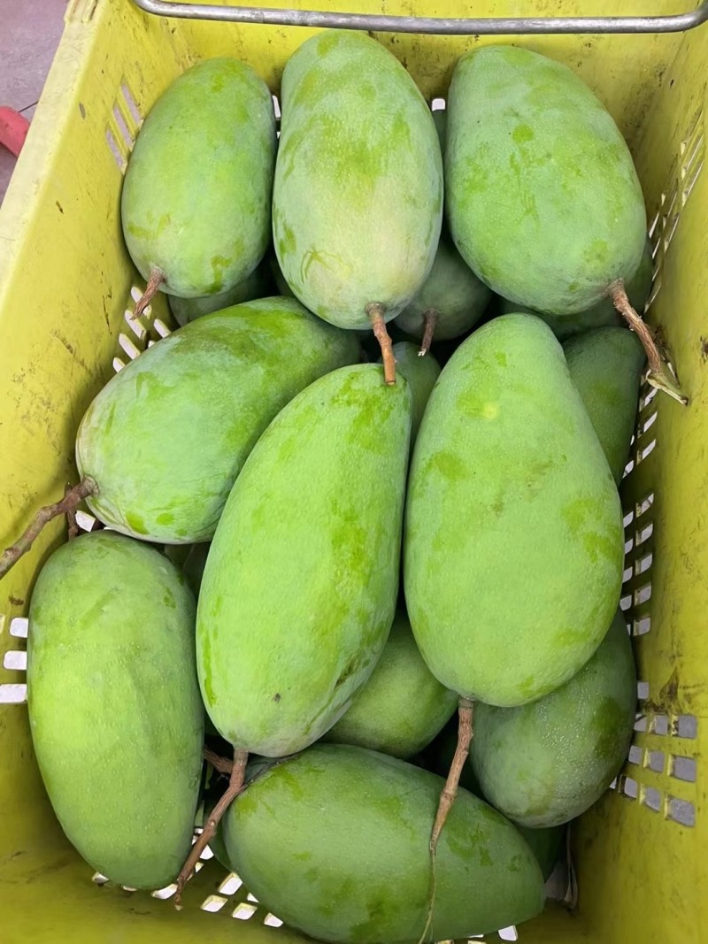 大青芒工厂果电商果次果花果果干芒果