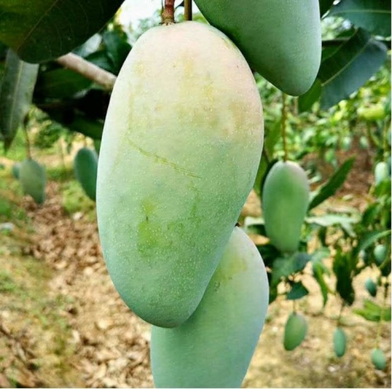 大青芒工厂果电商果次果花果果干芒果