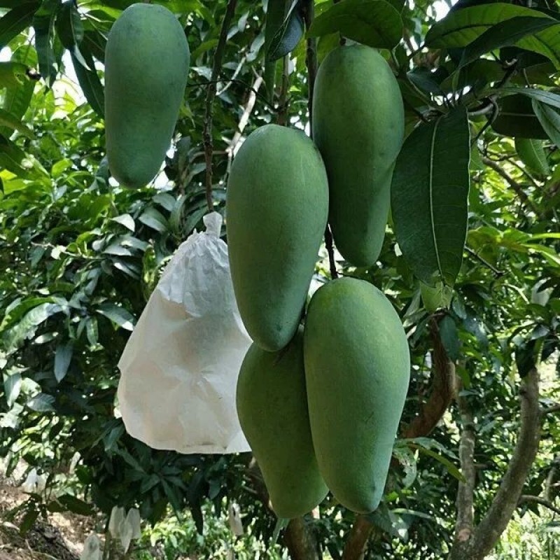 大青芒工厂果电商果次果花果果干芒果