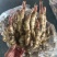 【精品】山东红芽嫩姜大量上市有质有量支持一件代发