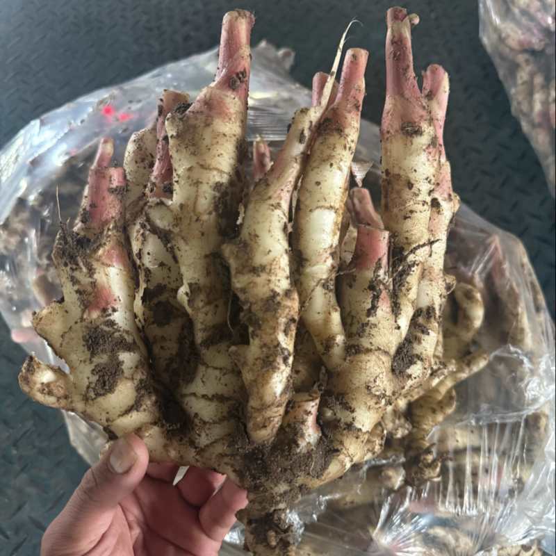 【精品】山东红芽嫩姜大量上市有质有量支持一件代发