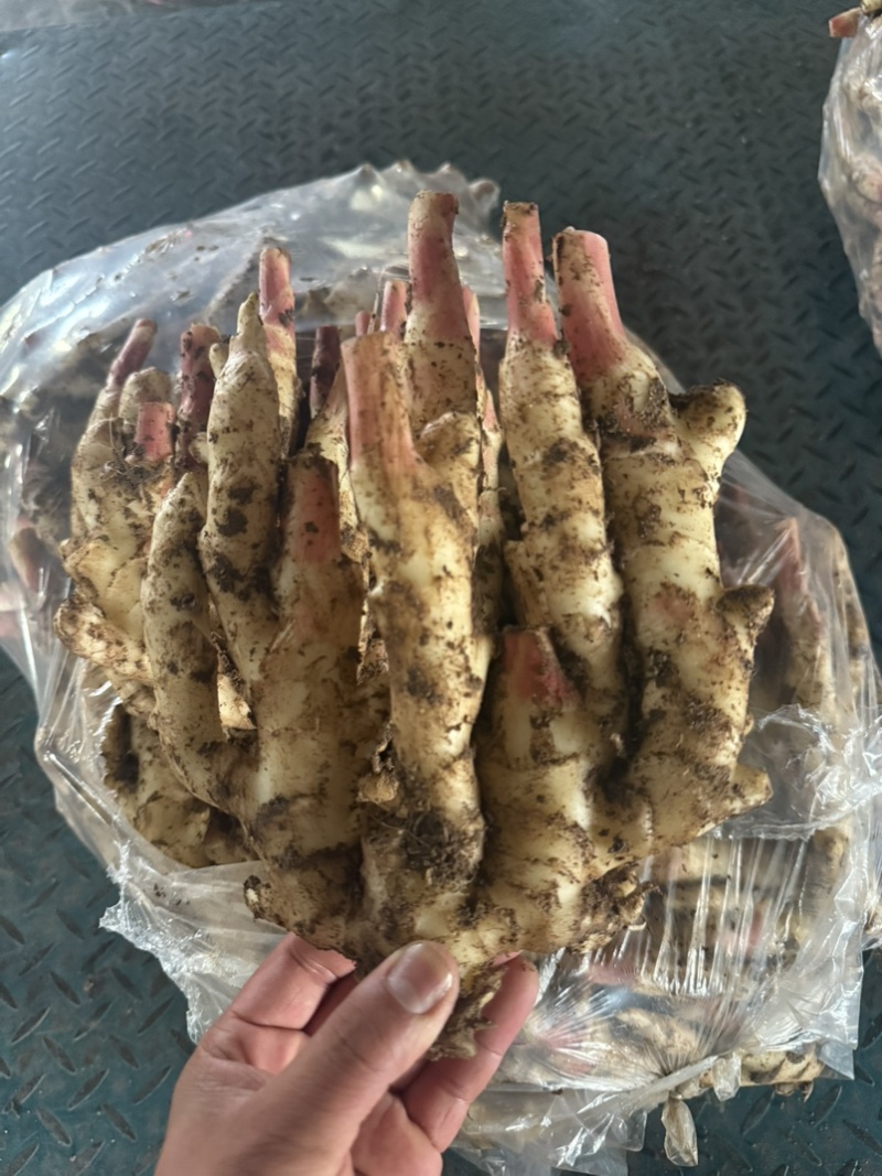 【精品】山东红芽嫩姜大量上市有质有量支持一件代发