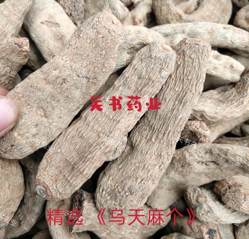 乌天麻黑天麻个选可打粉关书药业批发各种规格