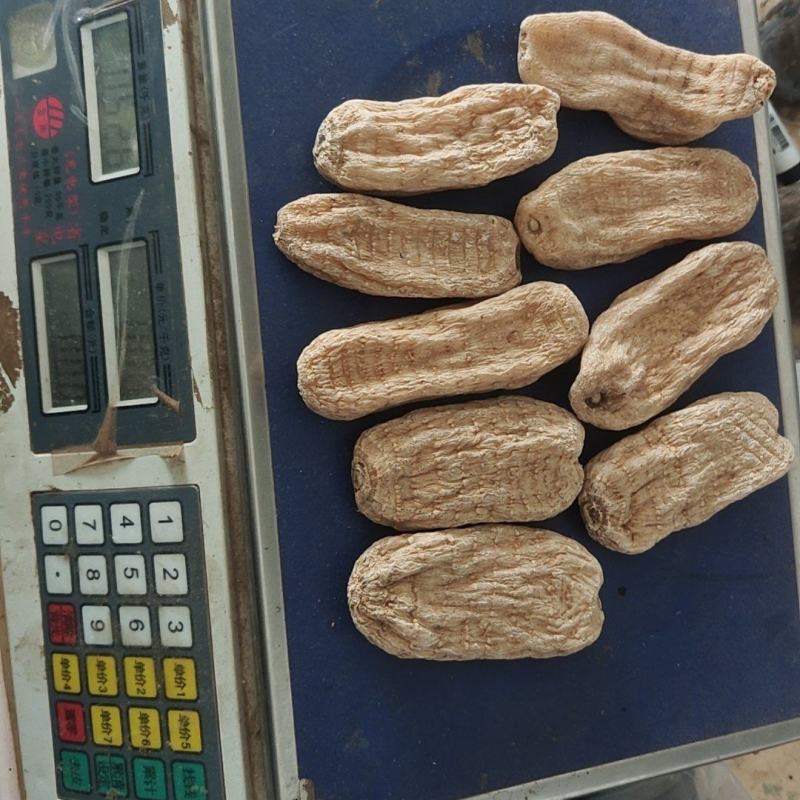 天麻云南昭通天麻个8个一斤关书药业批发中药材