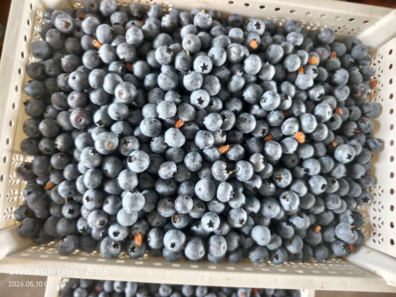 蓝莓商品果大量上市欢迎各位老板前来采购