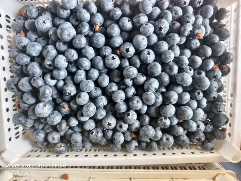 蓝莓商品果大量上市欢迎各位老板前来采购