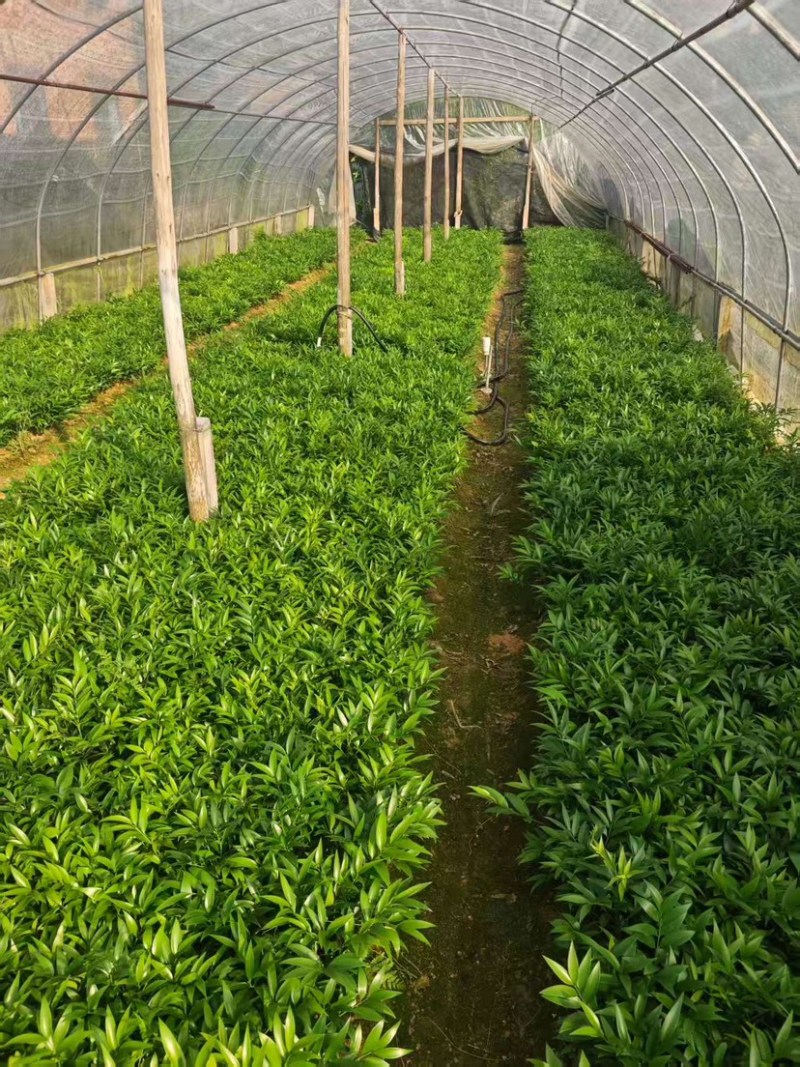 竹柏平安竹网红驱蚊竹可水培植物