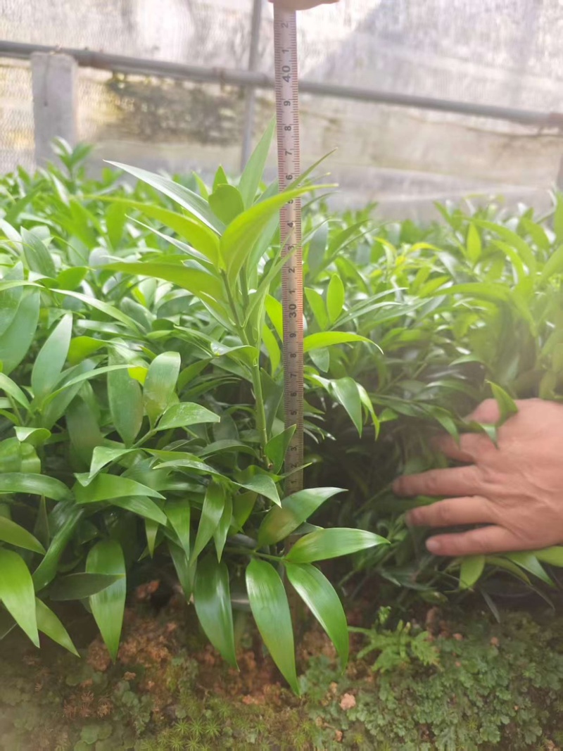 竹柏平安竹网红驱蚊竹可水培植物
