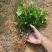 竹柏平安竹网红驱蚊竹可水培植物