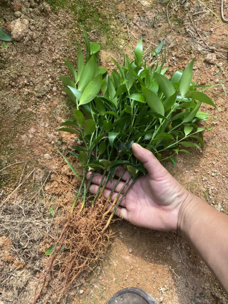 竹柏平安竹网红驱蚊竹可水培植物