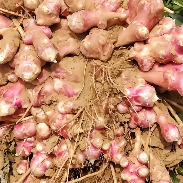 鲜洋姜菊芋大量现货