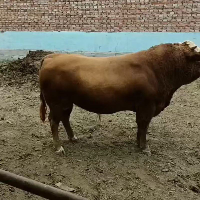 供育肥牛鲁西黄西门塔尔