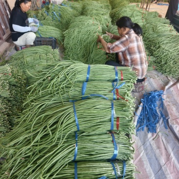 长豆角大量供应，产地直发，货源充足