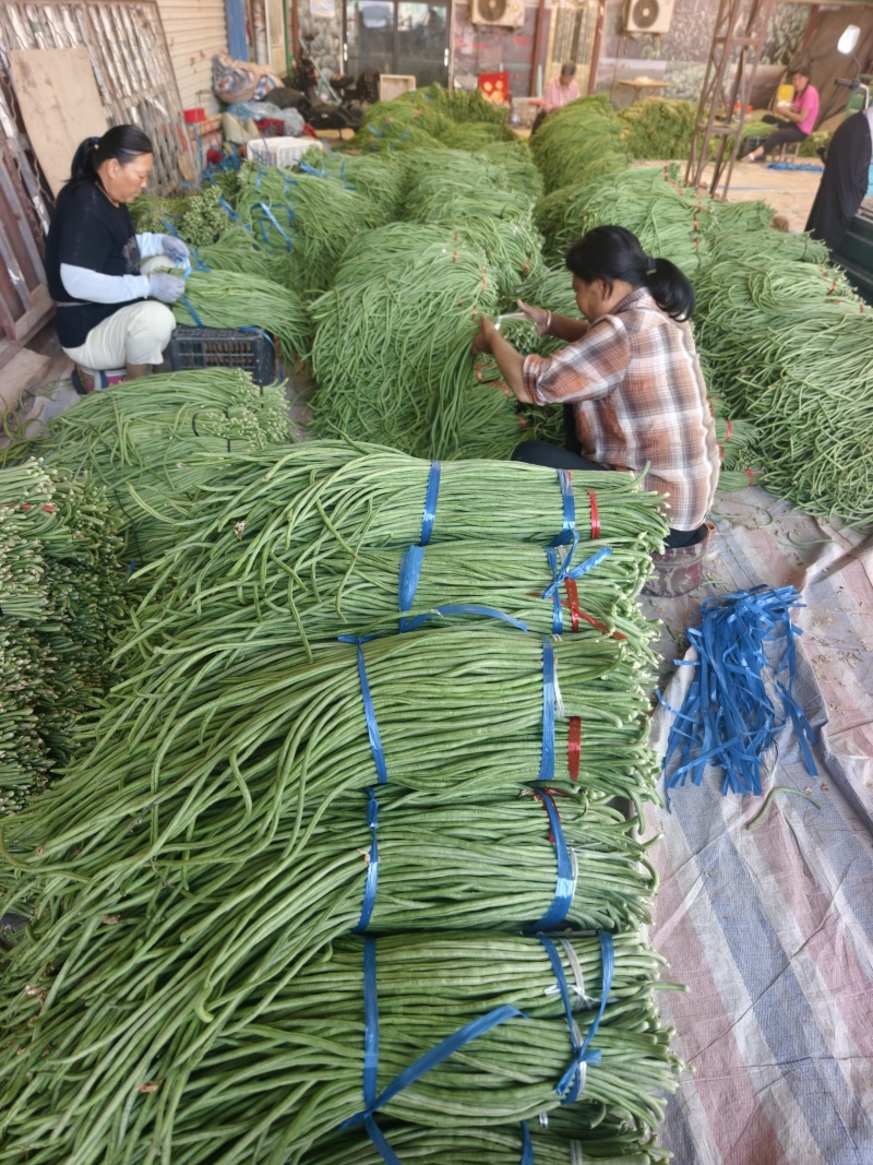 长豆角大量供应，产地直发，货源充足