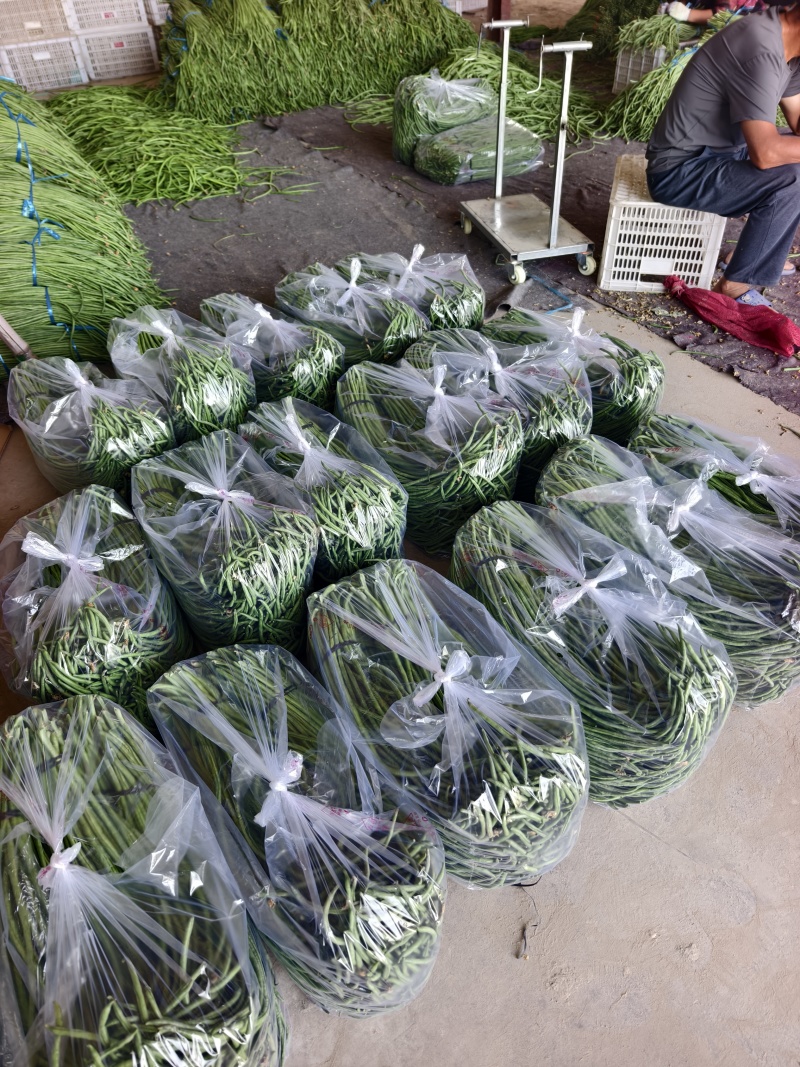 长豆角大量供应，产地直发，货源充足