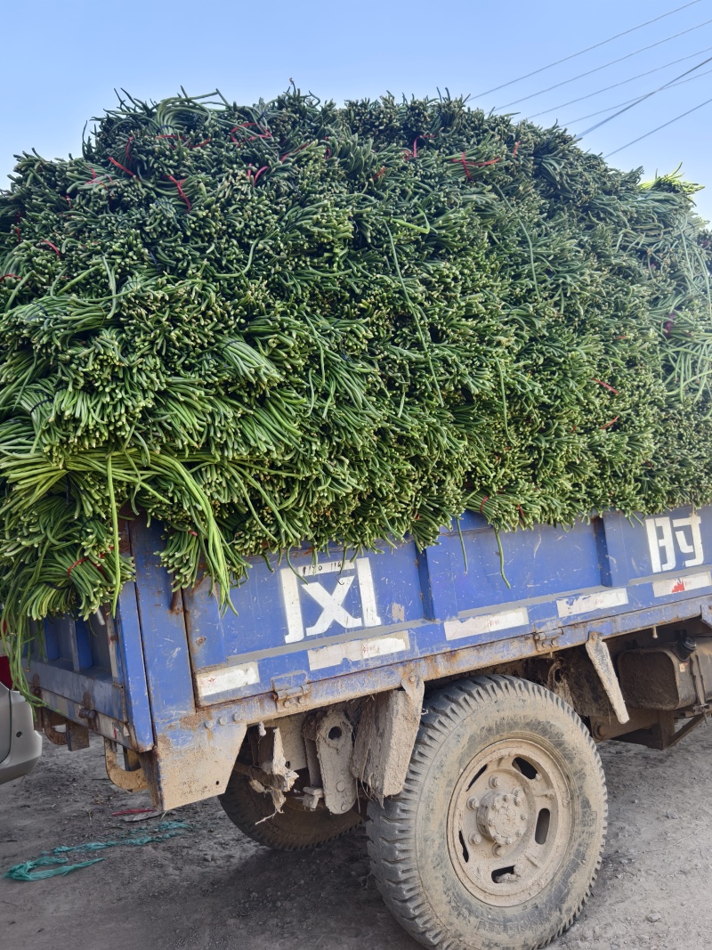 长豆角大量供应，产地直发，货源充足