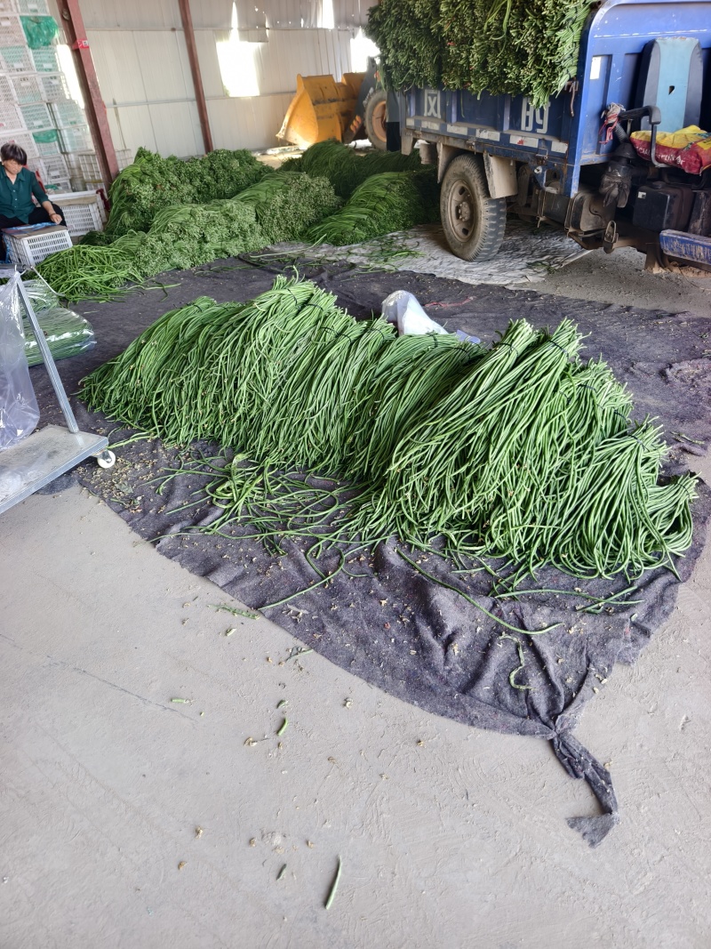 长豆角大量供应，产地直发，货源充足