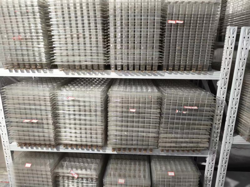 药蝎自家工厂品质保证有需要的老板抓紧时间联系我