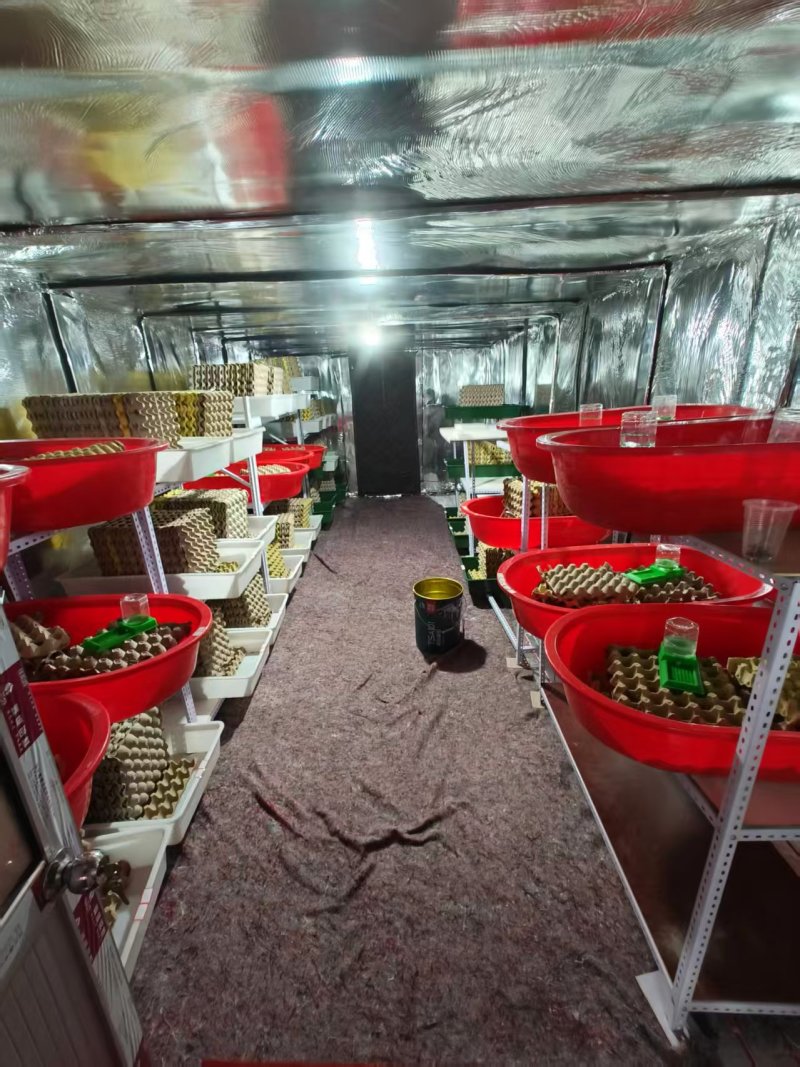 药蝎自家工厂品质保证有需要的老板抓紧时间联系我