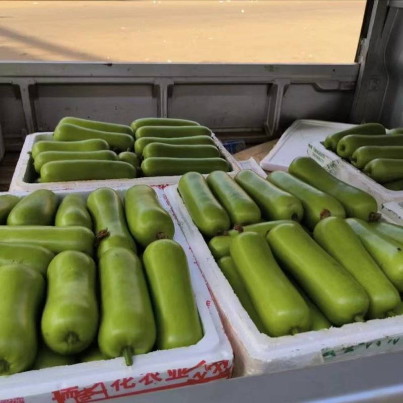 湖北瓠子瓜大量上市对接市场商超电商产地货源