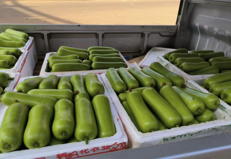 湖北瓠子瓜大量上市对接市场商超电商产地货源
