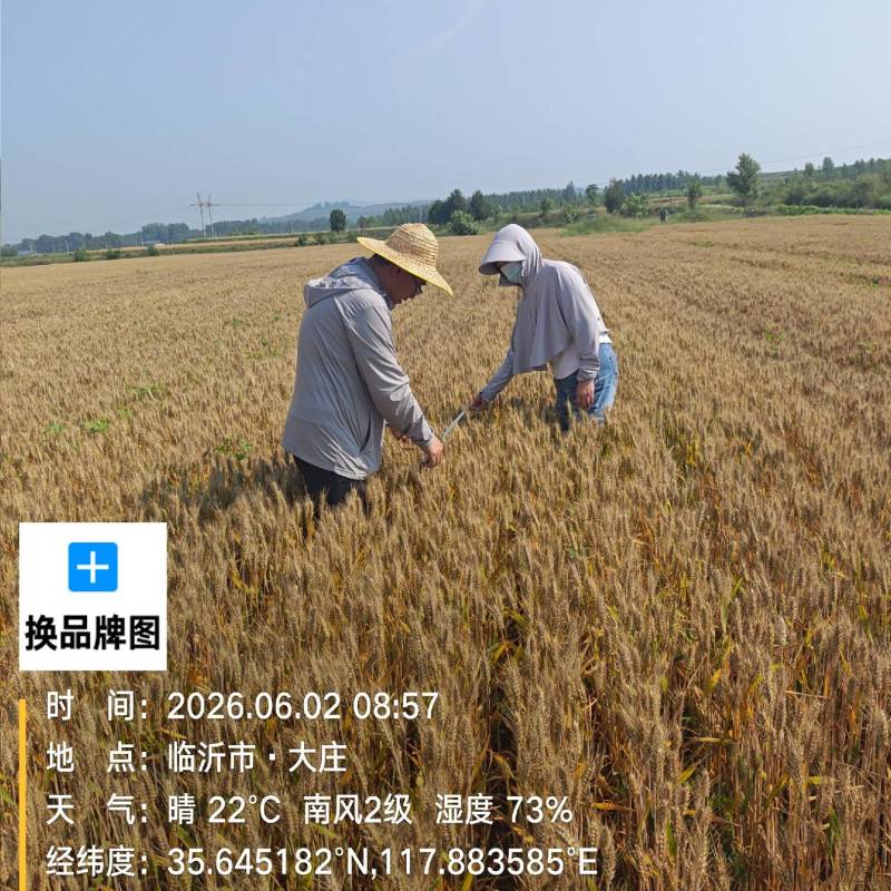 新小麦