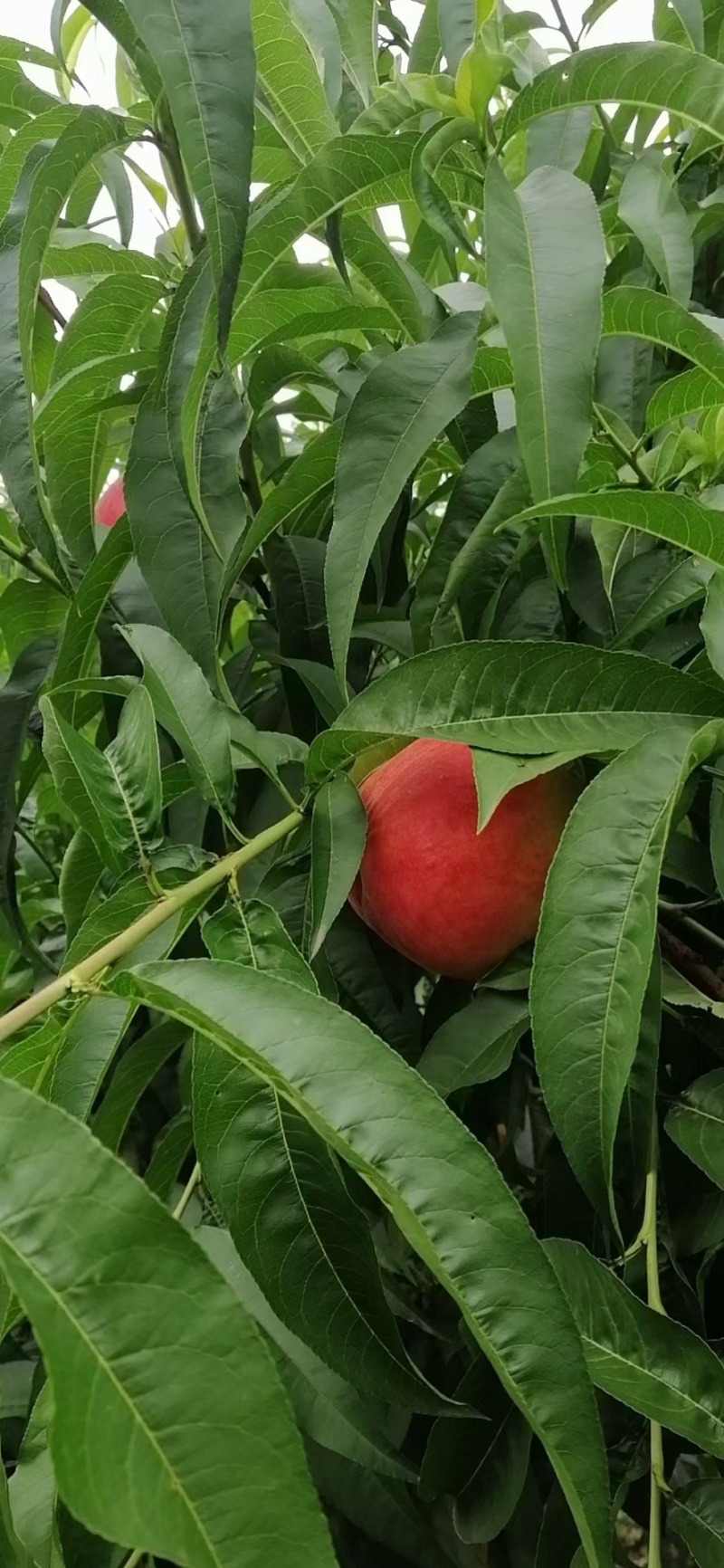 美脆桃，脆桃，耐运输，颜色好货源充足，产地直供，