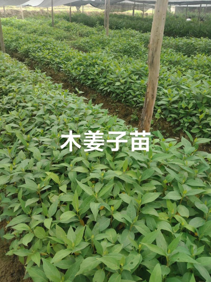 木姜子苗，大毛叶品种4.33333333333333