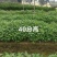 木姜子苗，大毛叶品种4.33333333333333