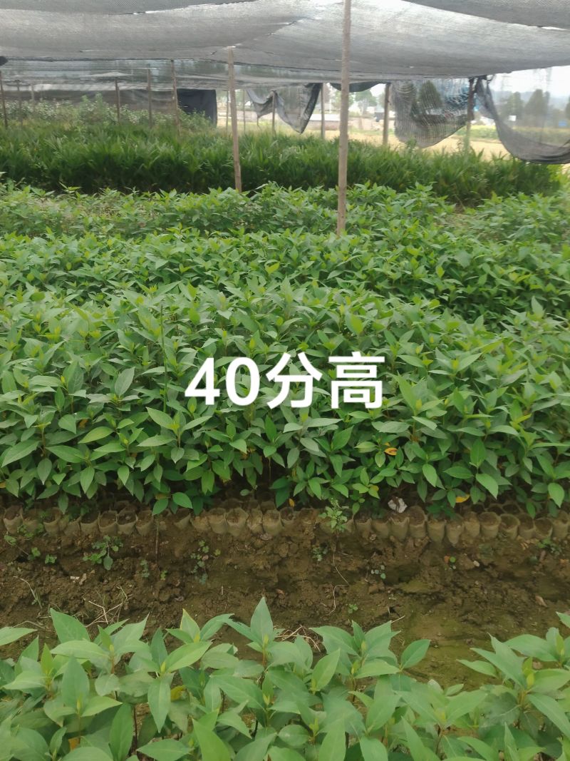 木姜子苗，大毛叶品种4.33333333333333