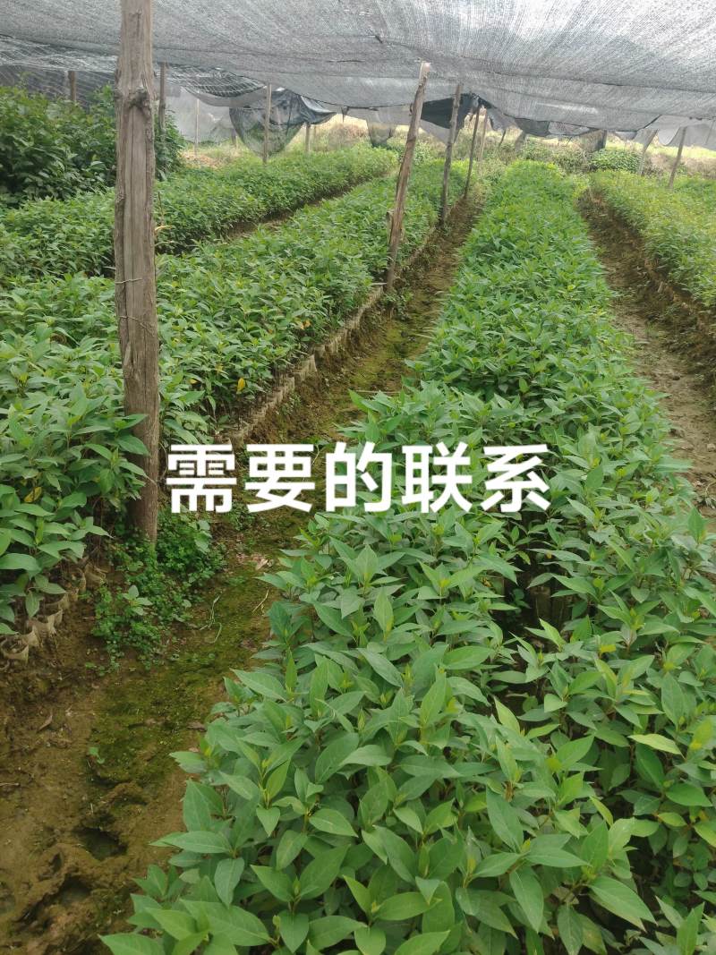 木姜子苗，大毛叶品种4.33333333333333