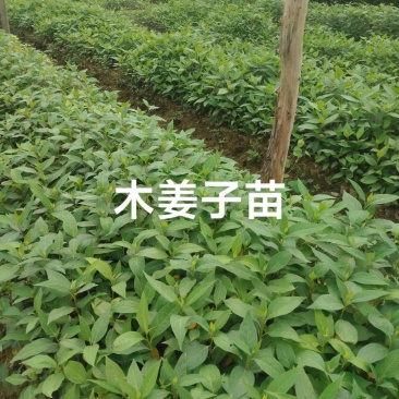 木姜子苗，大毛叶品种4.33333333333333
