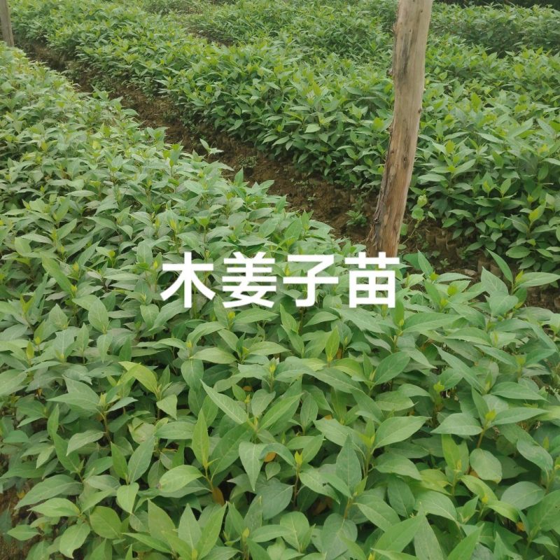 木姜子苗，大毛叶品种4.33333333333333