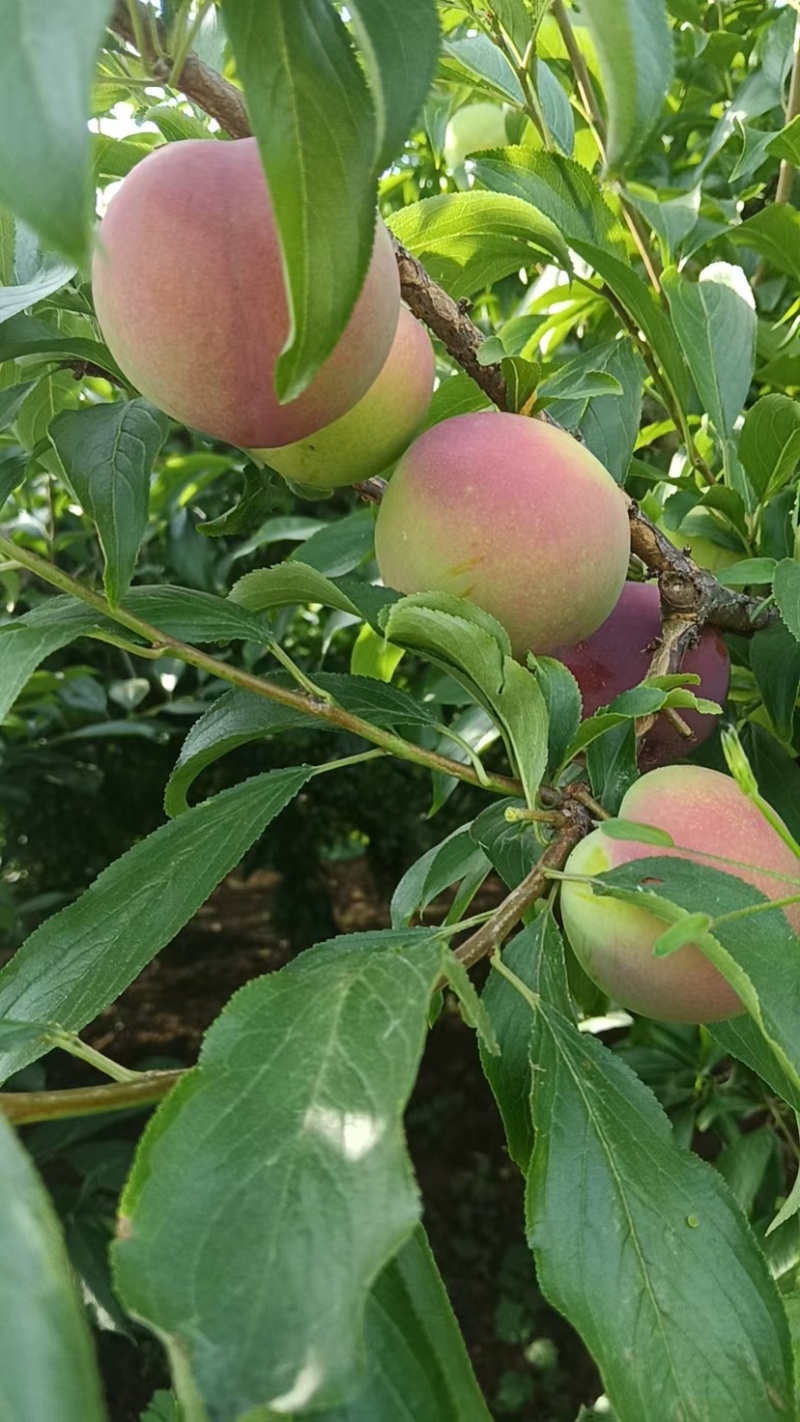 河南南阳内乡县6月红李子大量上市品质保证诚信经营