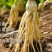 微生物菌剂实际有效活菌大于5亿地衣芽孢杆菌复合菌
