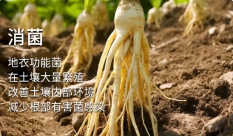 微生物菌剂实际有效活菌大于5亿地衣芽孢杆菌复合菌