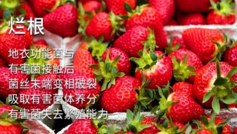 微生物菌剂实际有效活菌大于5亿地衣芽孢杆菌复合菌
