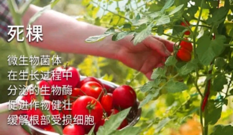 微生物菌剂实际有效活菌大于5亿地衣芽孢杆菌复合菌
