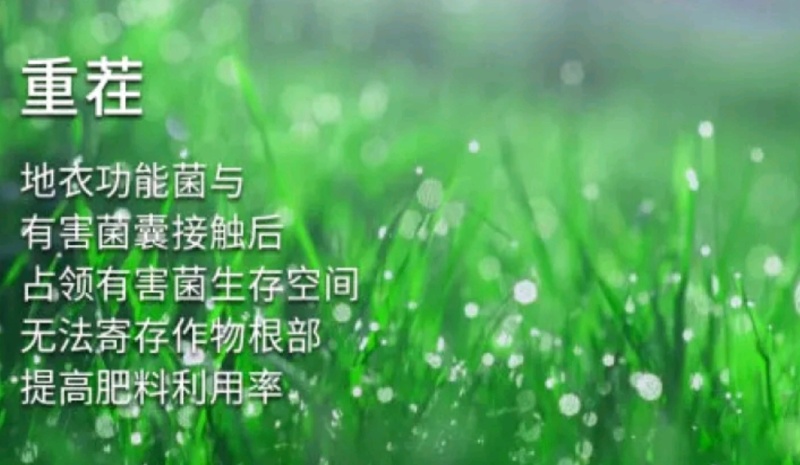 微生物菌剂实际有效活菌大于5亿地衣芽孢杆菌复合菌